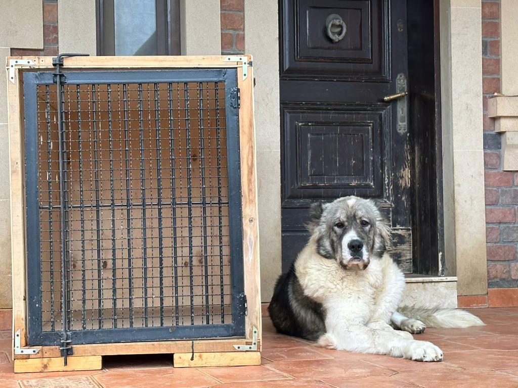 Airline Approved XXL Wood Dog Crate