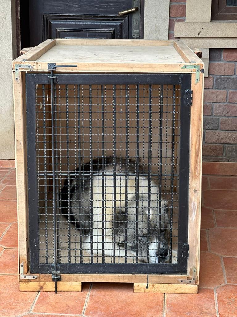 Airline Approved XXL Wood Dog Crate